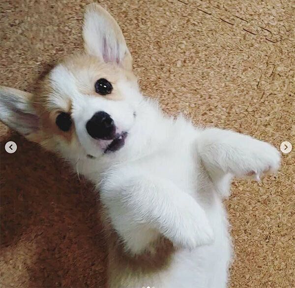 ヘソ天するラナちゃん