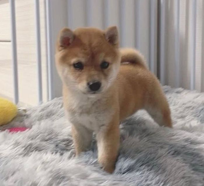 お迎え2日目のわさびくん