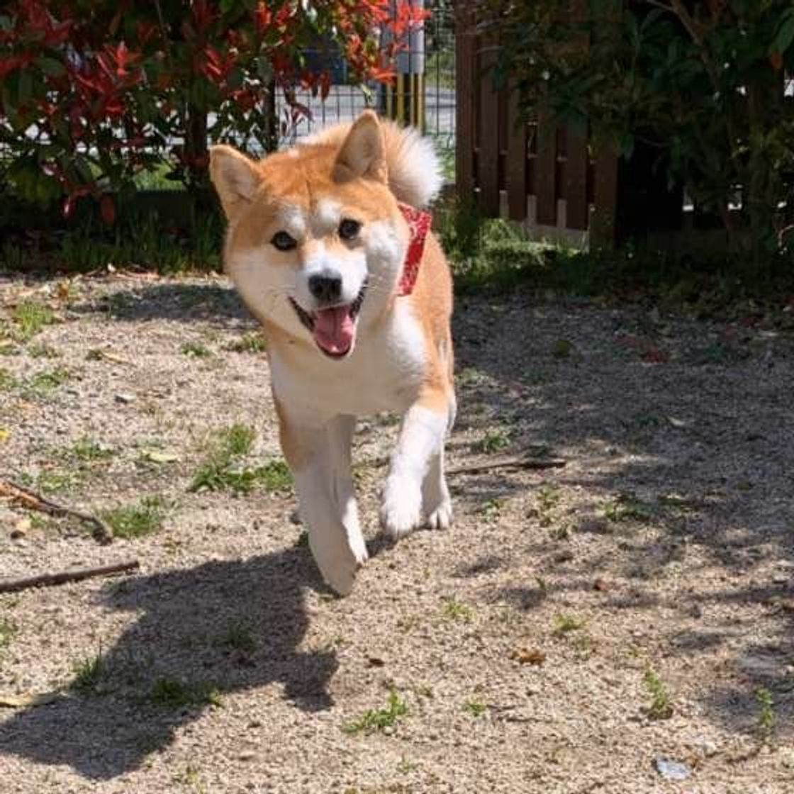 シニア犬に多い 甲状腺機能低下症 の多様な症状 いぬのきもちweb Magazine シニア犬に多い 甲状腺機能低下症 の多様な症状 いぬのきもちweb Magazine