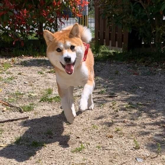 シニア犬に多い「甲状腺機能低下症」の多様な症状