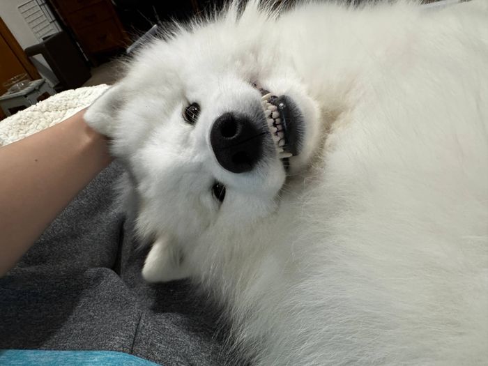 可愛い表情をするエルちゃん