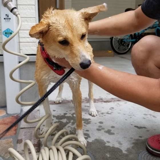 シャンプーされる犬