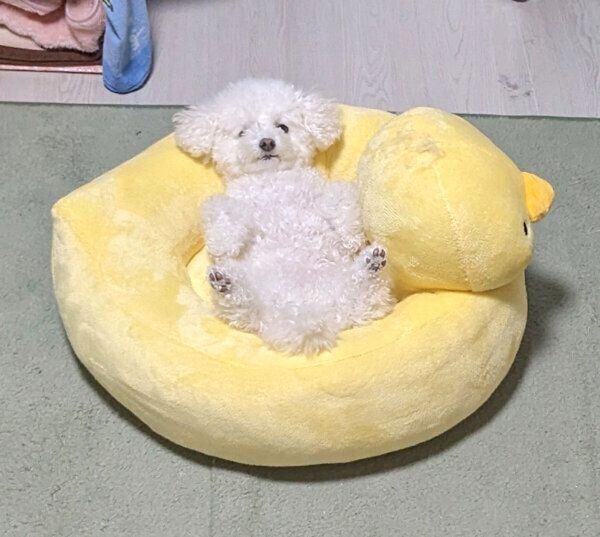 アヒルのベッドの中でくつろぐクルミちゃん