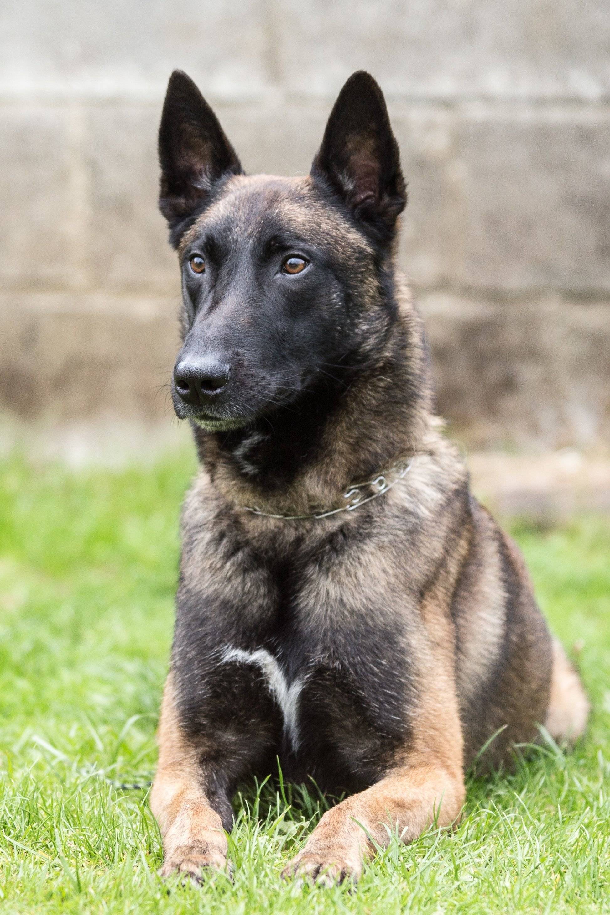 ベルジアン・シェパード・ドッグ・マリノア