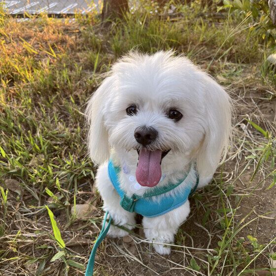 犬が愛情不足を感じると出すサインとその原因とは？ いぬのきもち