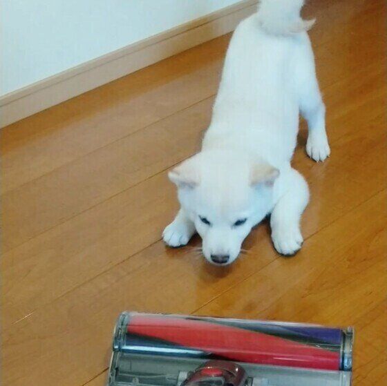 掃除機が気になる柴犬
