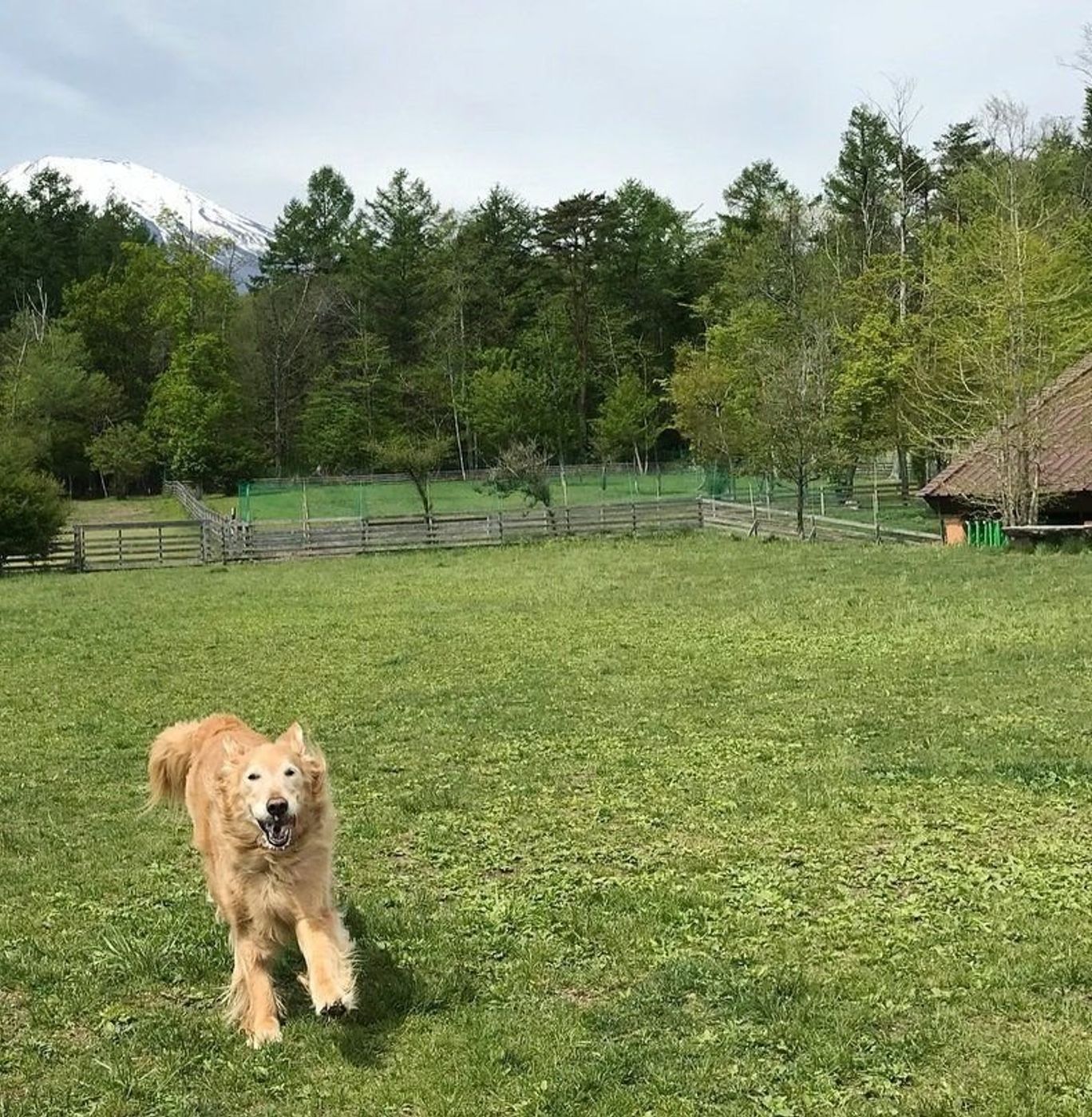 自然豊かなドッグラン ドッグリゾート Woof で愛犬と遊ぼう いぬのきもちweb Magazine 自然豊かなドッグラン ドッグリゾート Woof で愛犬と遊ぼう いぬのきもちweb Magazine