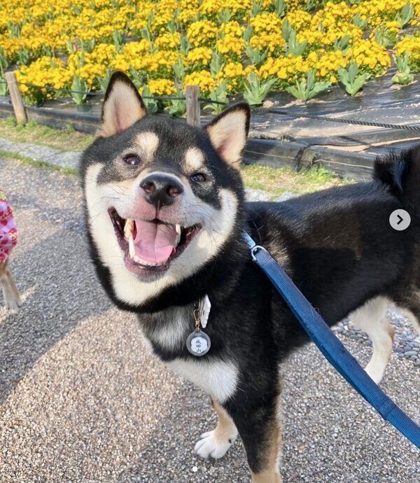 散歩を楽しむカイトくん