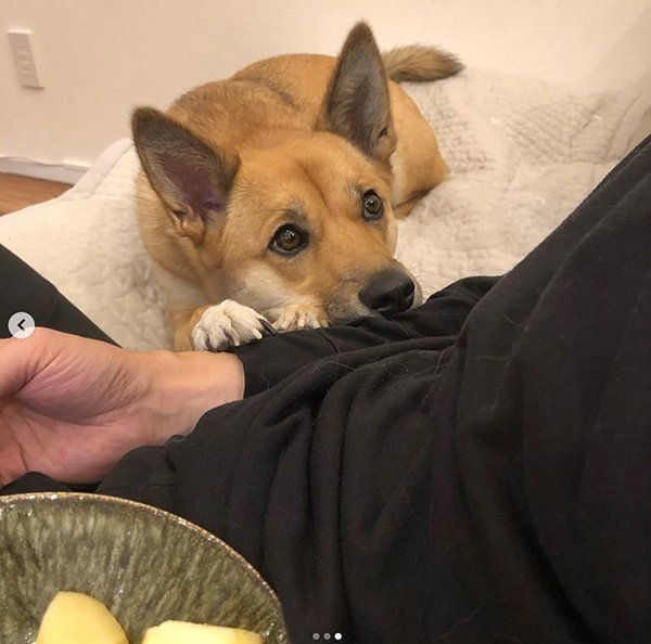 見上げるあずきちゃん