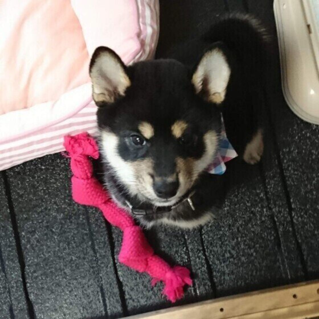 犬が飼い主さんの顔を見つめるのはどんなとき 気になる犬の心理を獣医師が解説 いぬのきもちweb Magazine 犬が飼い主さんの顔を見つめるのはどんなとき 気になる犬の心理を獣医師が解説 いぬのきもちweb Magazine