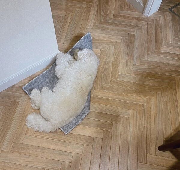 お風呂マットの上で寝るまるこちゃん