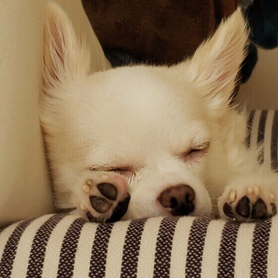 犬にも加齢臭もあった 犬の 肉球のニオイ の謎に迫る いぬのきもちweb Magazine 犬にも加齢臭もあった 犬の 肉球のニオイ の謎に迫る いぬのきもちweb Magazine