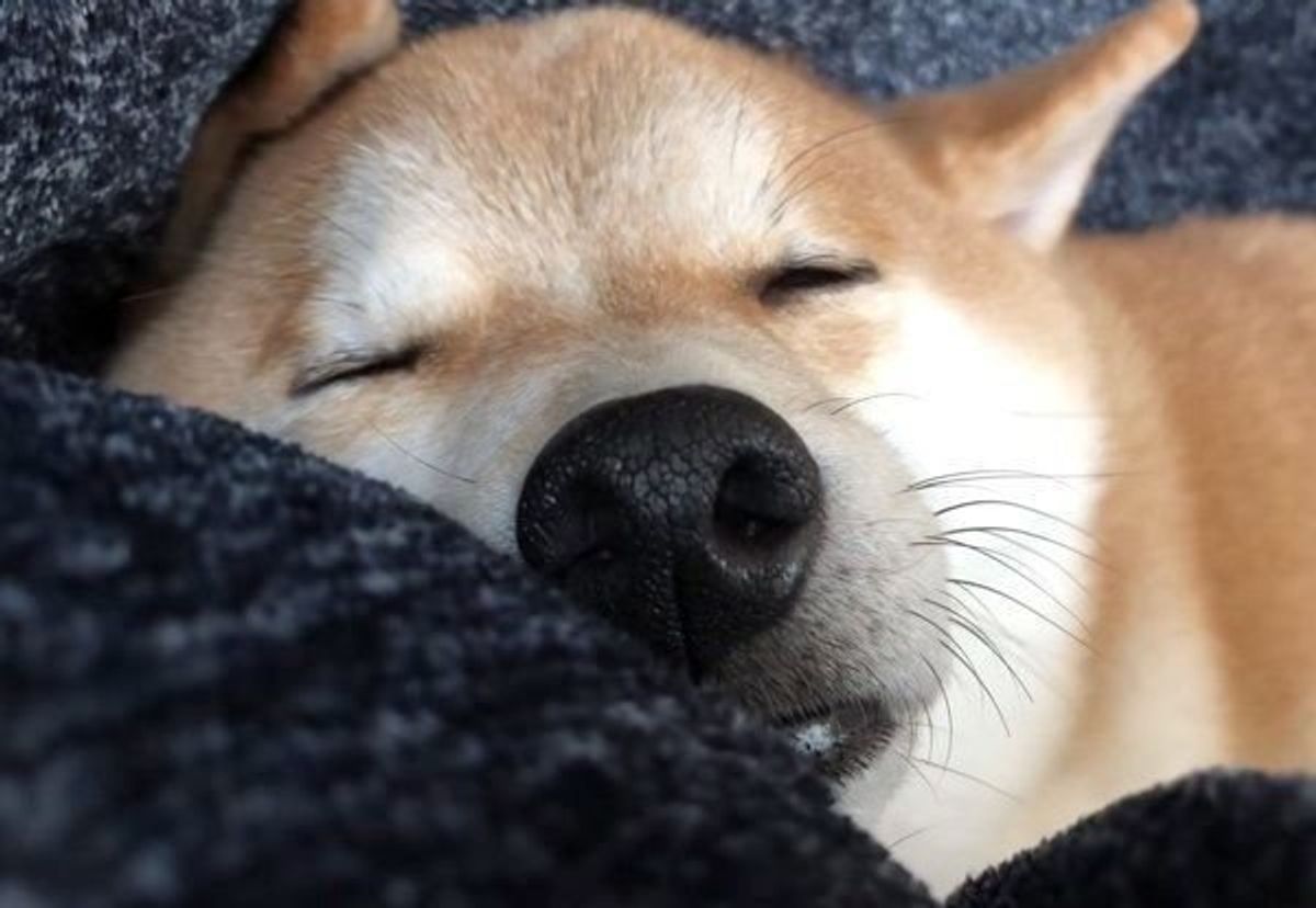 気持ちよさそうに眠るワンコ だんだんお顔が変化しておもしろいことに いぬのきもちweb Magazine 気持ちよさそうに眠るワンコ だんだんお顔が変化しておもしろいことに いぬのきもちweb Magazine