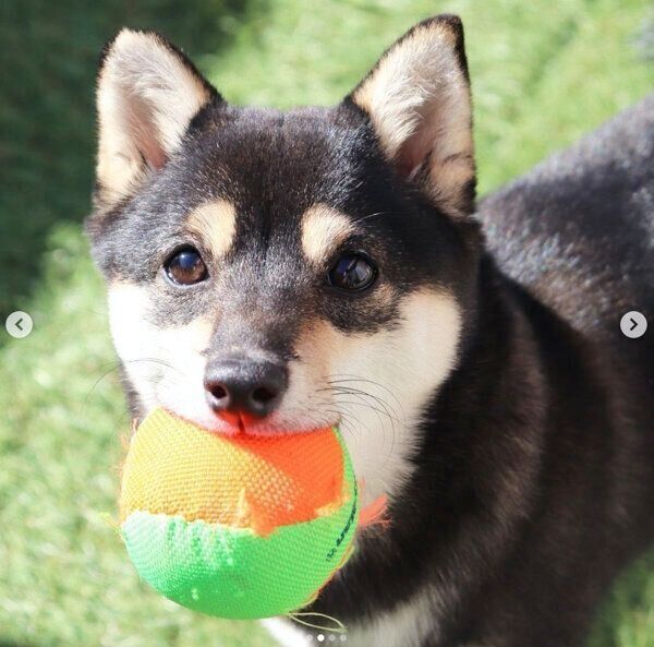 ボールをくわえるあずきちゃん