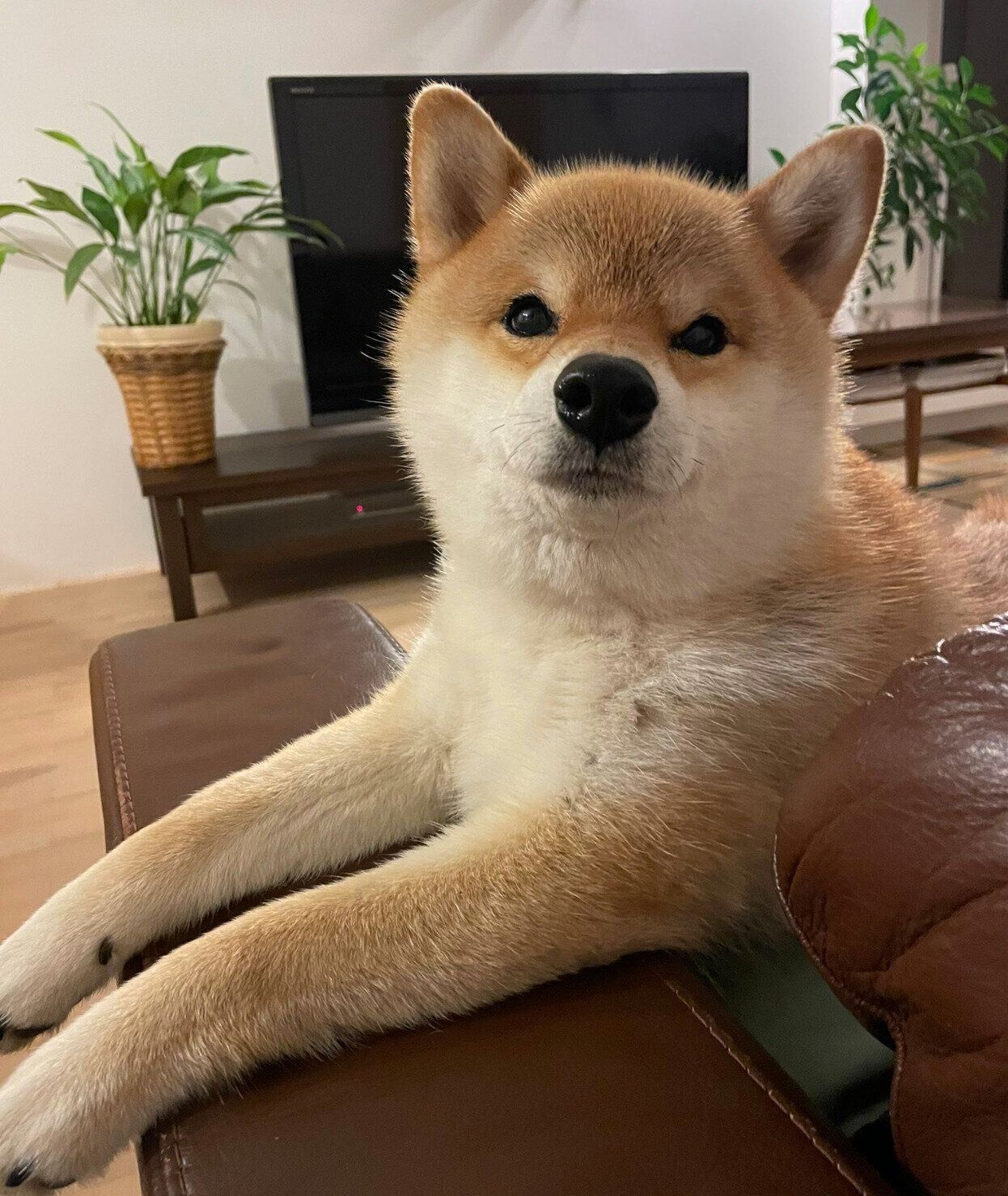 おやつを待つマヤちゃん