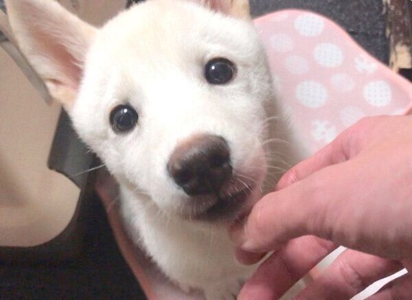 見つめる雪海ちゃん