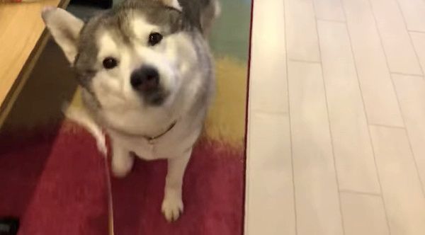 猫じゃらしで遊ぶシベリアン・ハスキー