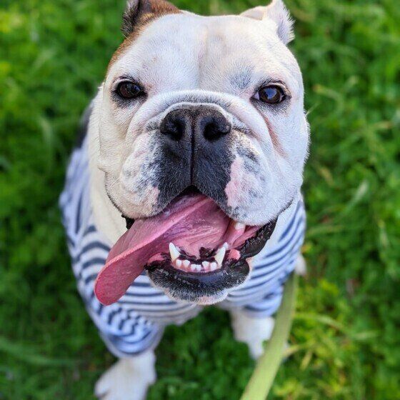 ブルドッグのはるちゃん