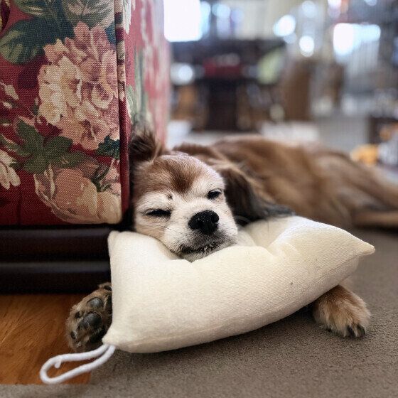 Ｍｉｘ（雑種）小型犬　ちろる 