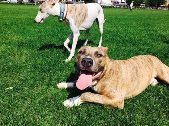 草むらに寝そべるアメリカン・スタッフォードシャー・テリア