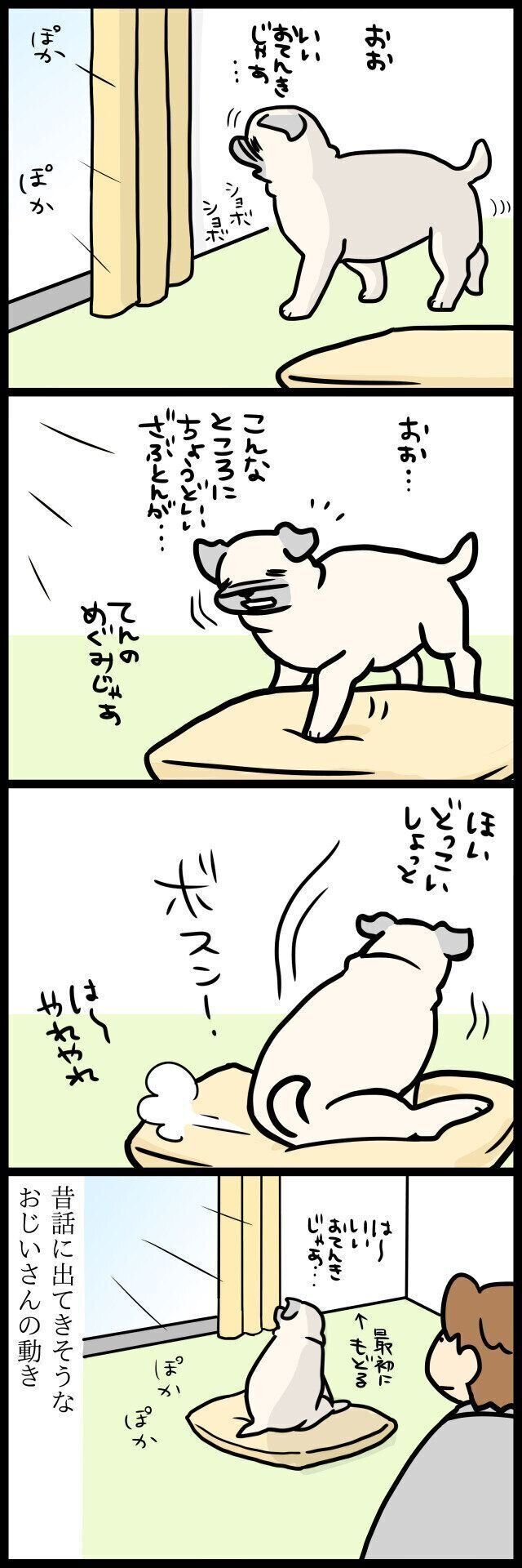 【連載】パグ犬・めー