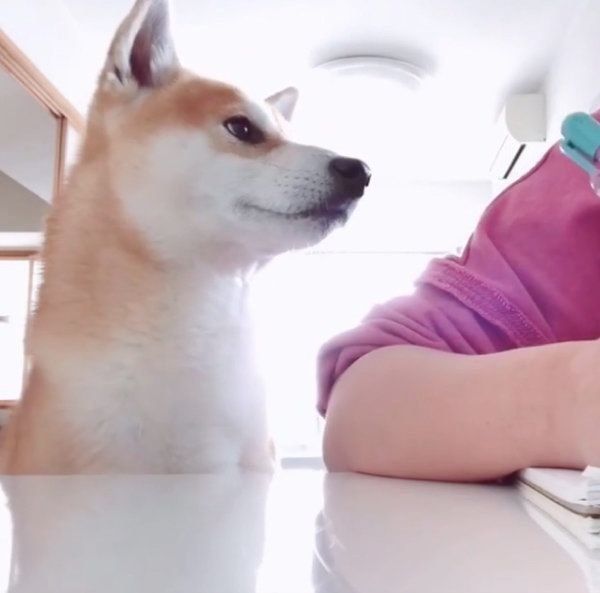 見つめるハルくん