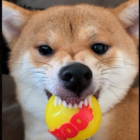 柴犬は怒りっぽいってホント 柴犬が怒る理由や接し方を解説 いぬのきもちweb Magazine