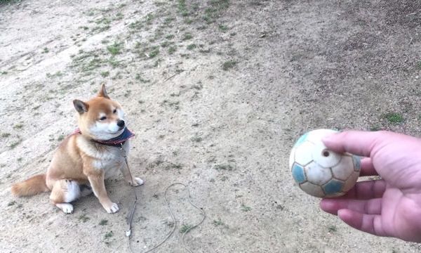 見つめる柴犬