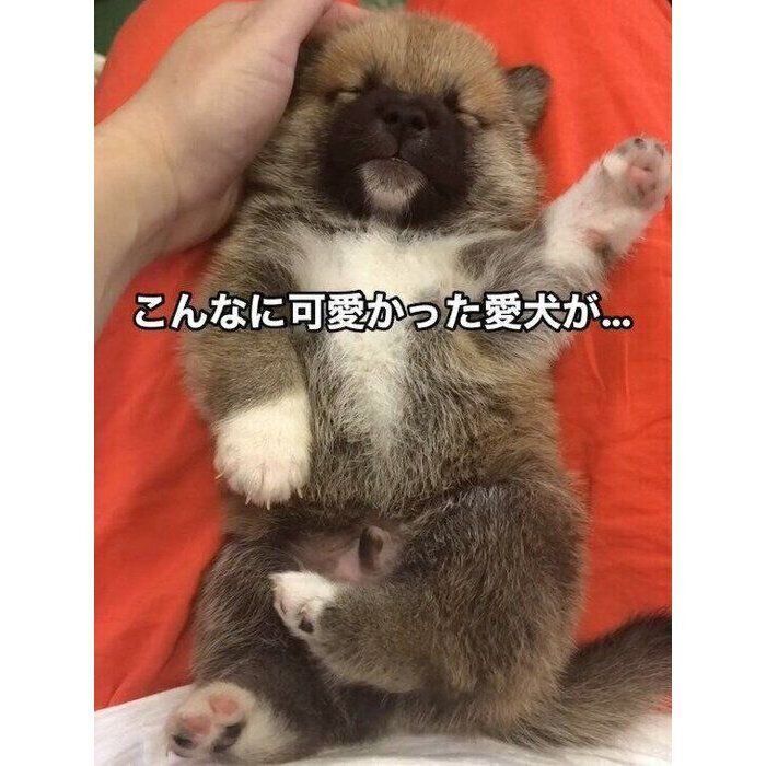 ブリーダーさんのもとにいた頃のもずくくん