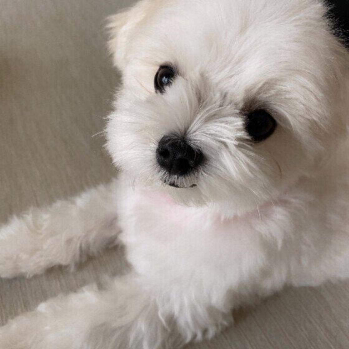ふわふわコロコロ つぶらな瞳にキュン マルチーズの飼い主が語る 魅力 とは いぬのきもちweb Magazine ふわふわコロコロ つぶらな瞳にキュン マルチーズの飼い主が語る 魅力 とは いぬのきもちweb Magazine