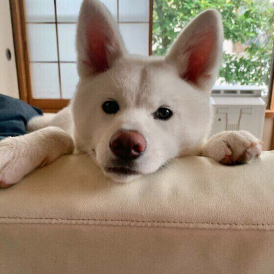 見つめる秋田犬