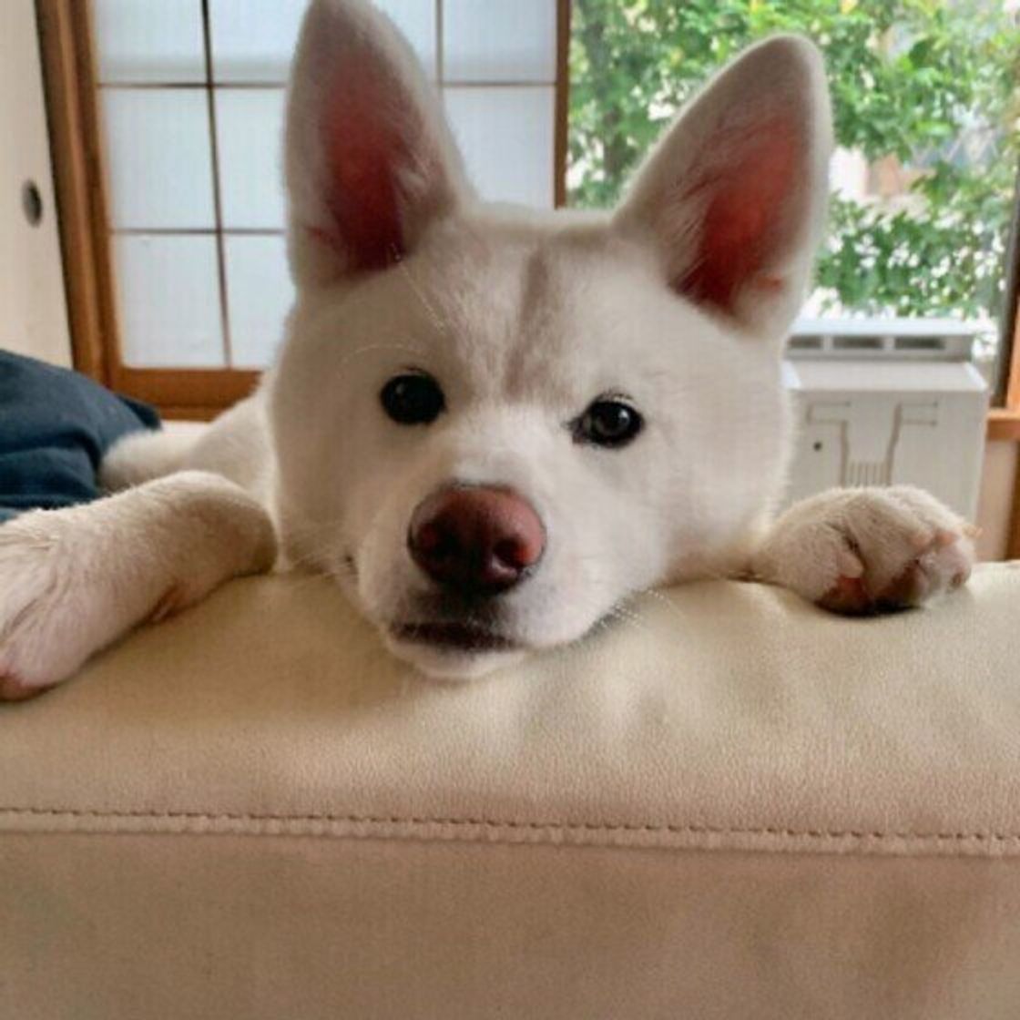 北海道 秋田 柴など 日本犬 を飼う上で注意したいことは 獣医師が解説 いぬのきもちweb Magazine 北海道 秋田 柴など 日本犬 を飼う上で注意したいことは 獣医師が解説 いぬのきもちweb Magazine