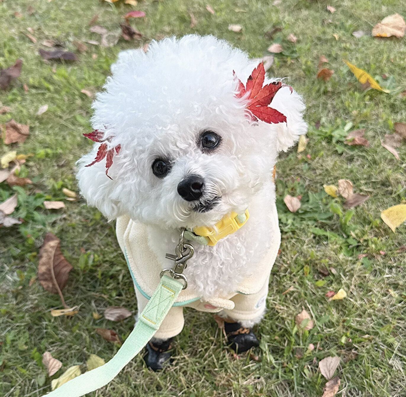 「もみじの髪飾り」がお似合いな獅子丸くん
