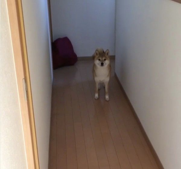 柴犬