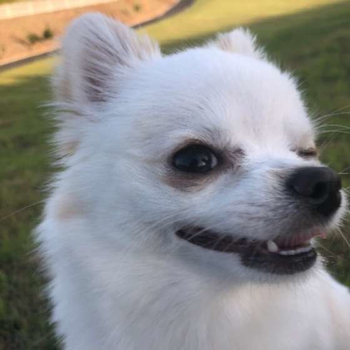 専門家監修 愛犬の写真撮影 カメラ目線や自然な表情を撮影するコツを伝授 いぬのきもちweb Magazine 専門家監修 愛犬の写真撮影 カメラ目線や自然な表情を撮影するコツを伝授 いぬのきもちweb Magazine
