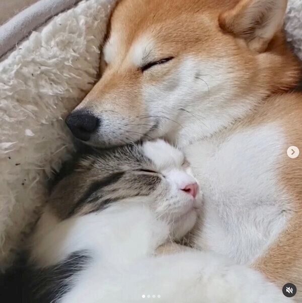 くっついて眠るサラちゃん、ルナちゃん