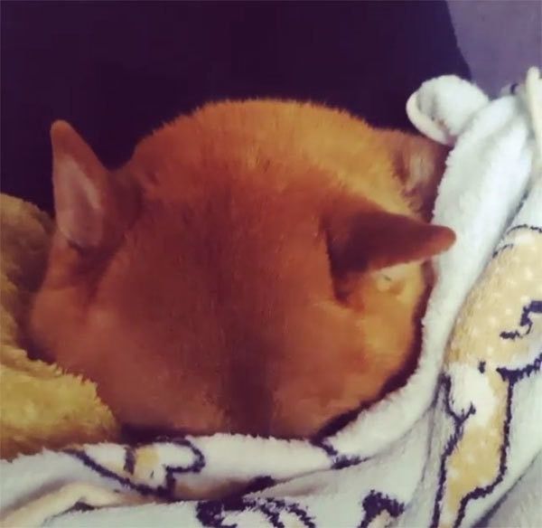 寝たふりをする柴犬