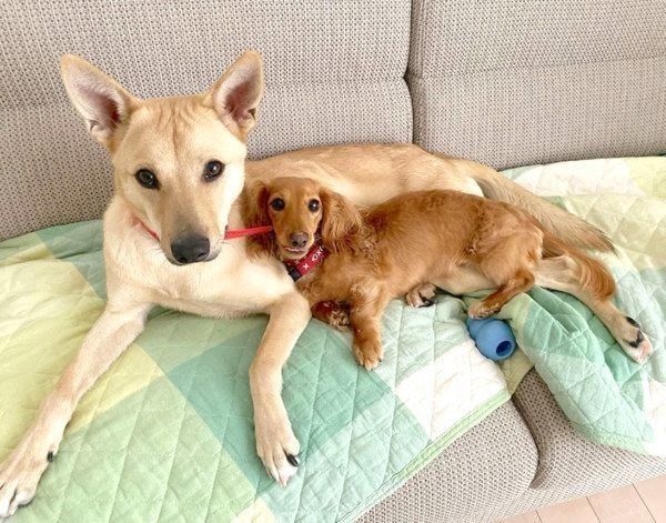 寄り添うりくちゃんとらむちゃん