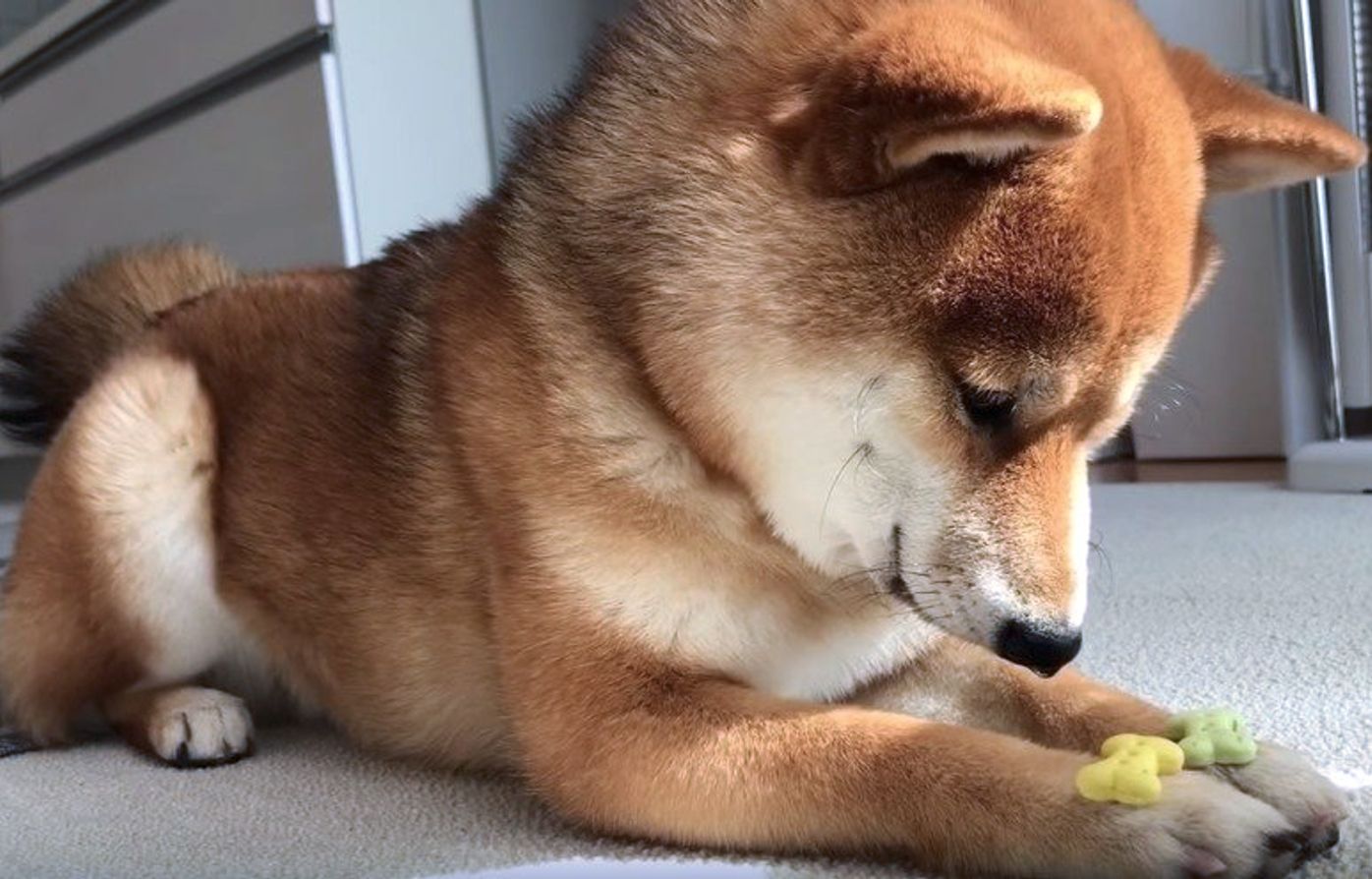 待て と言われてヨダレだらだら おやつを食べたくて仕方ない犬がかわいすぎる いぬのきもちweb Magazine 待て と言われてヨダレだらだら おやつを食べたくて仕方ない犬がかわいすぎる いぬのきもちweb Magazine