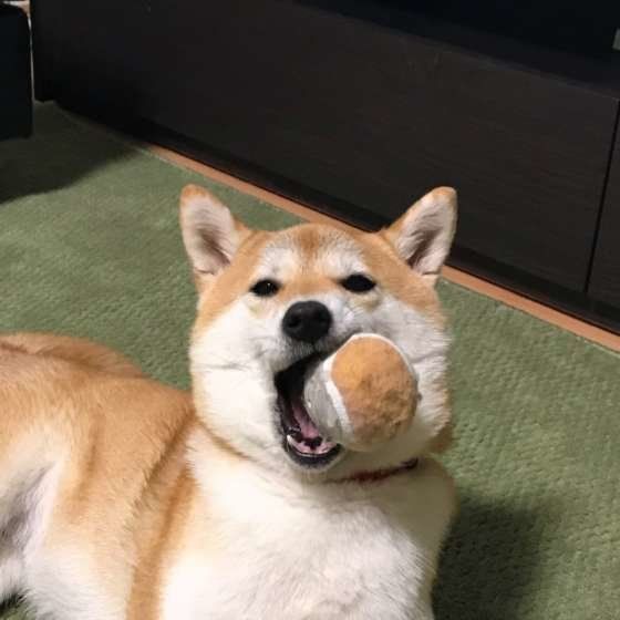 柴犬 はるちゃん ボール