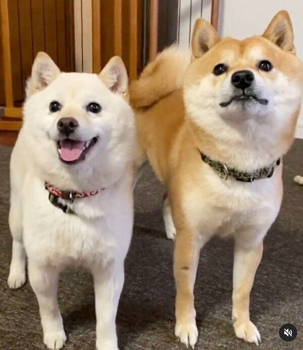 遊んでいるモチ代さんと豆千代くん