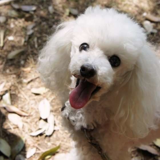 【犬の介護】お家でできる犬の流動食の作り方と与え方