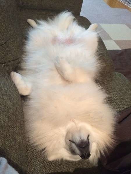 日本スピッツのおもちちゃん