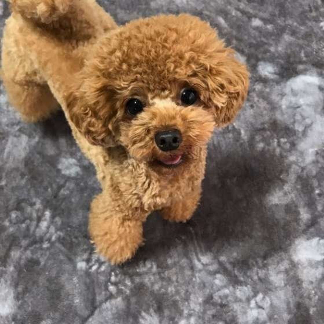 犬の鳴き声には謎がいっぱい 鳴き声トリビア 5選 いぬのきもちweb Magazine 犬の鳴き声には謎がいっぱい 鳴き声トリビア 5選 いぬのきもちweb Magazine