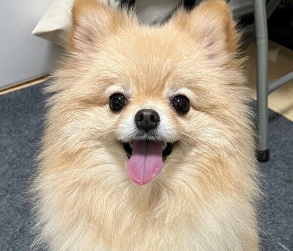 笑顔が可愛いポメくん