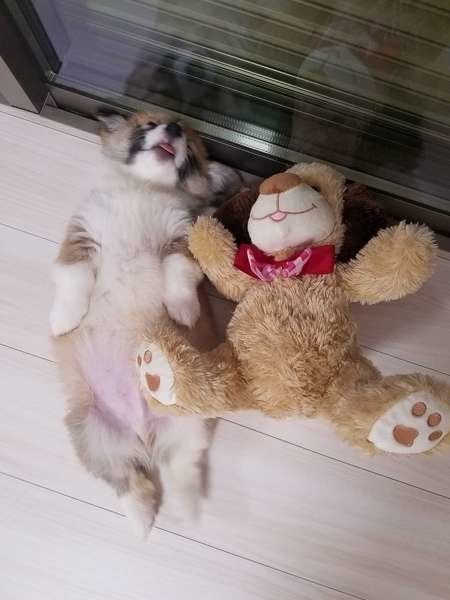 ウェルシュ・コーギー・ペンブロークのこやあどちゃん