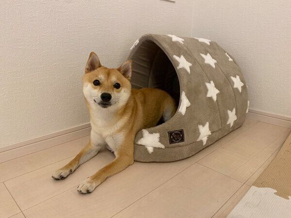 まったりするまめ助くん