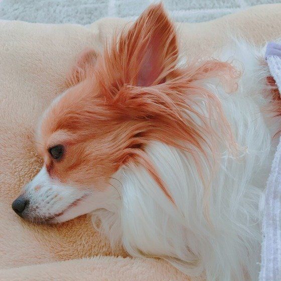 かわいいパピヨン