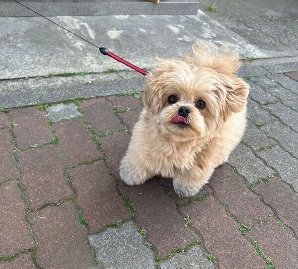 散歩をするがんもくん