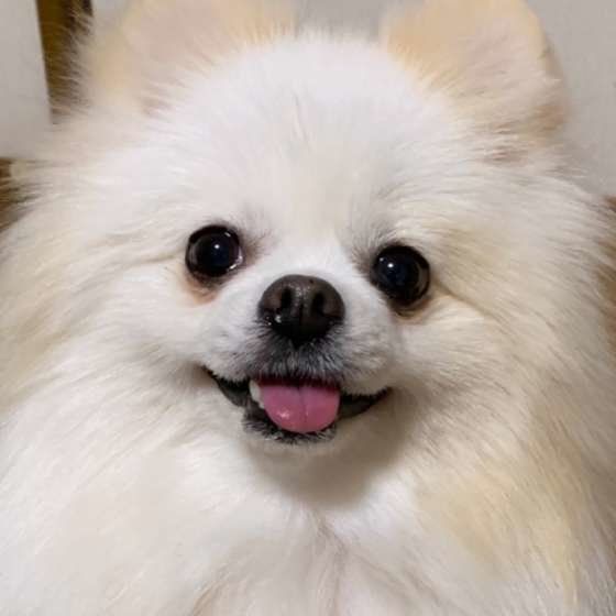 ポメラニアンの姫ちゃん